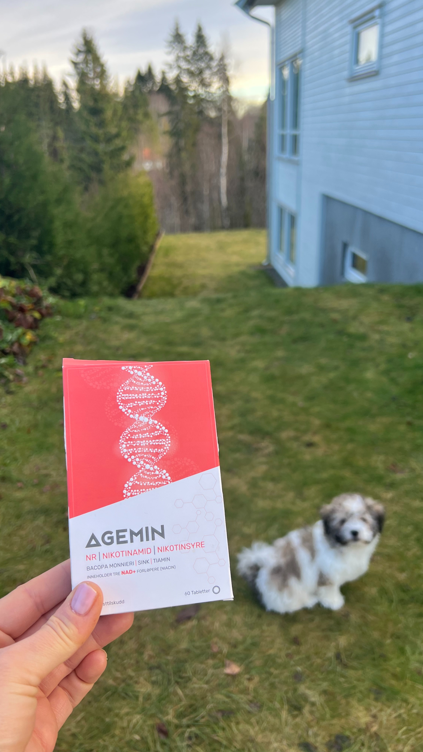 Ambassadør karusell (1)